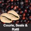 Cowrie Shells